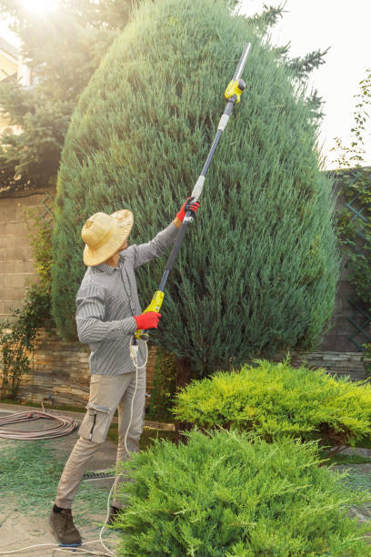 Tree Branch Trimming